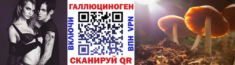 Псилоцибиновые грибы Psilocybine cubensis  Завитинск 